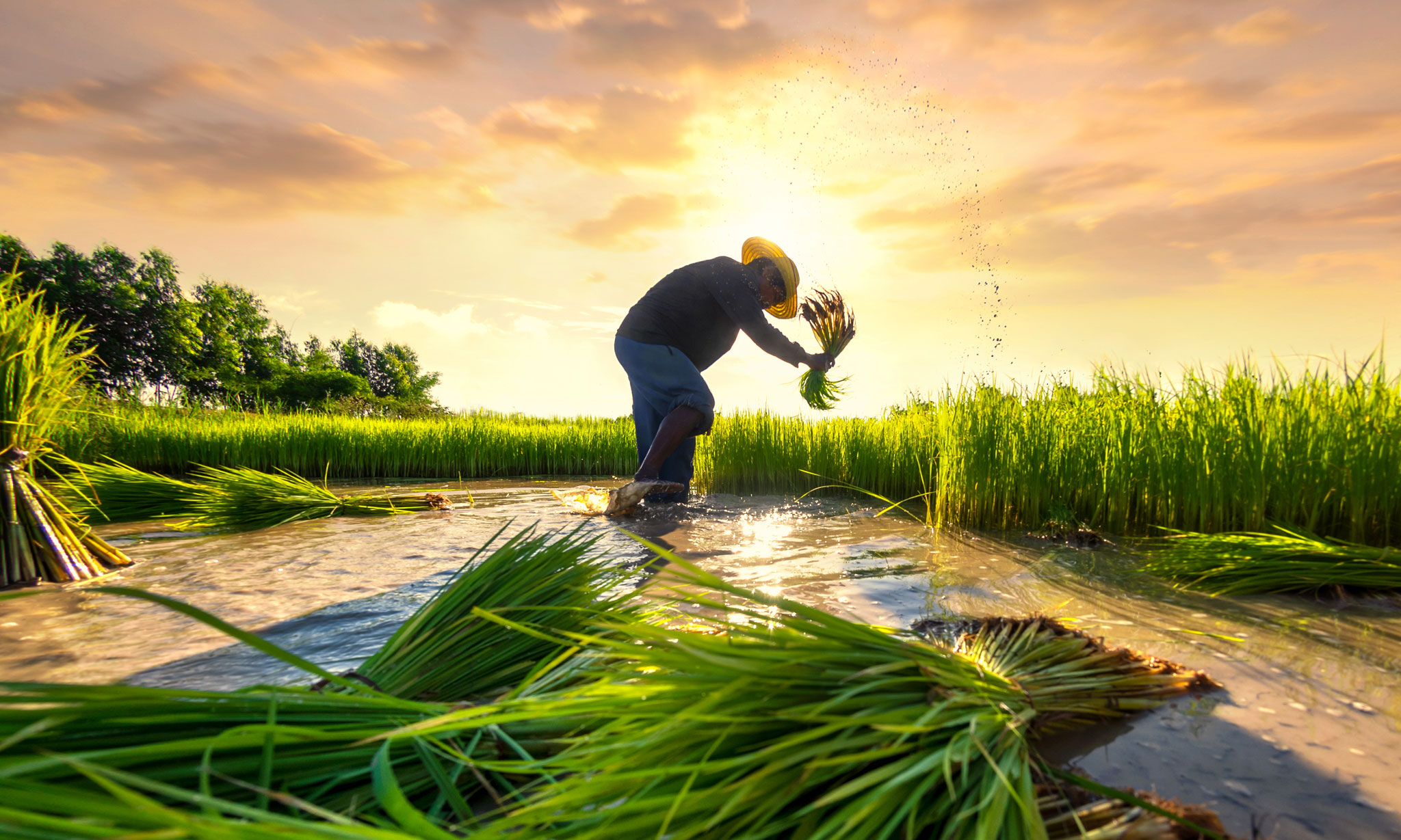 Agriculture-&-Food-Security